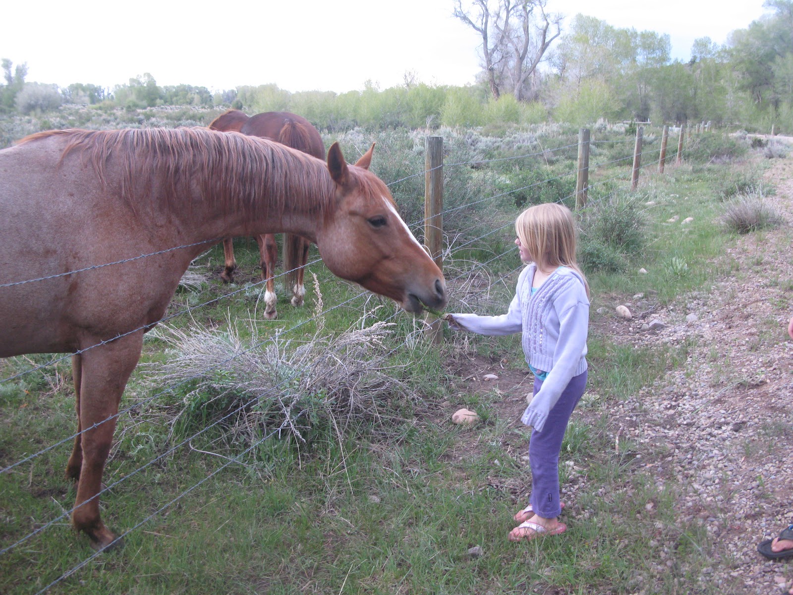 The Kerrie Show Snow Day Sunday & Gassy Horses (Day 21)